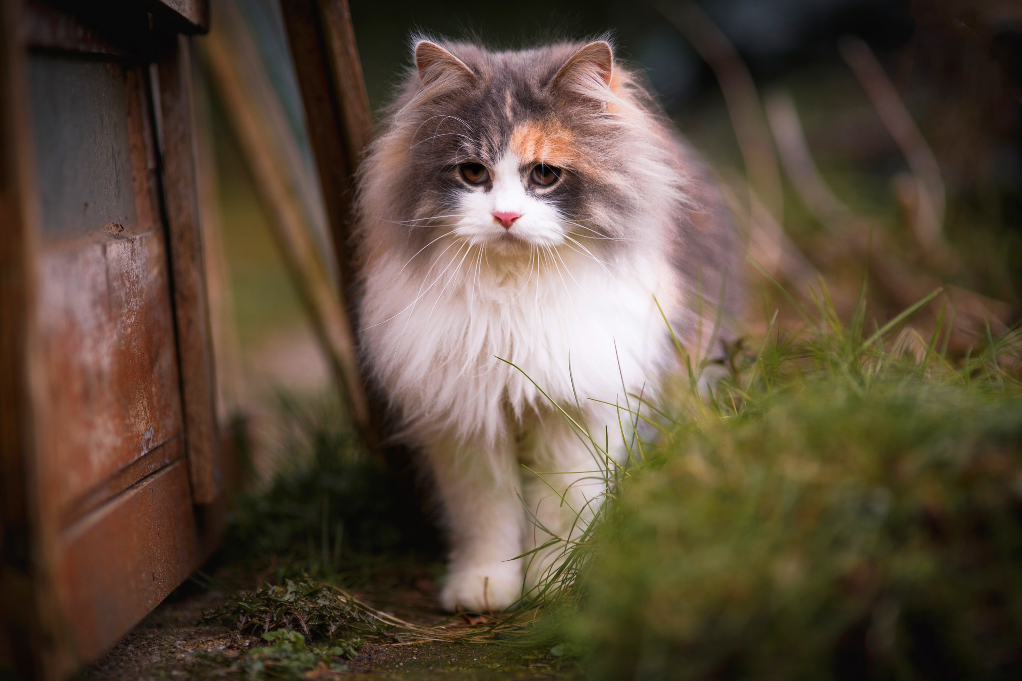 Зачем груминг кошкам